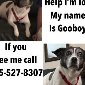 Lost Dog Gooboy