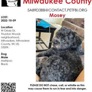 Lost Dog Mosey