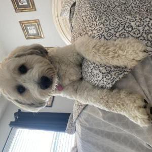 Image of Nala, Lost Dog