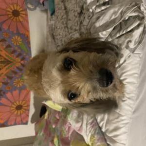 Lost Dog honey