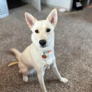 Lost Dog Eevee