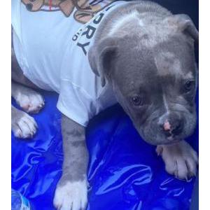 craigslist memphis lost pets