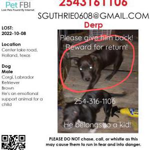 Lost Dog Derp