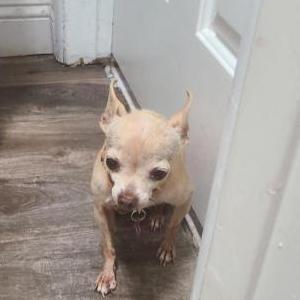 Lost Dog Honey