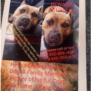 Lost Dog Zeus