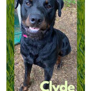 Lost Dog Clyde
