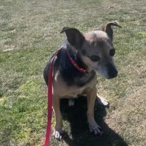 Lost Dog Salomon