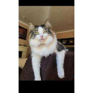 2nd Image of Becky, Lost Cat