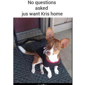 Lost Dog Kris