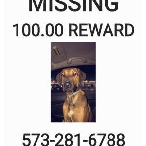 Lost Dog Duke