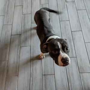 Found Dog Unknown