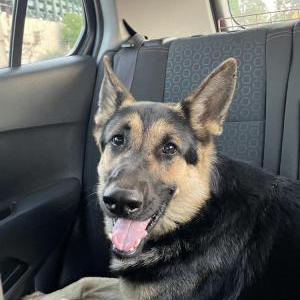 Found Dog German Sheperd