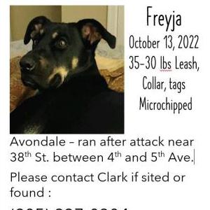 Lost Dog Freyja