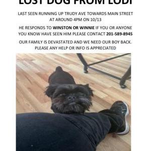 Lost Dog Winston