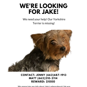 Lost Dog Jake