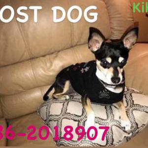 Lost Dog Kiko