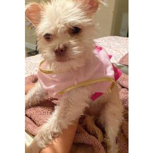 Lost Dog Lia/Loliti