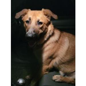 Lost Dog Draco/Einstein