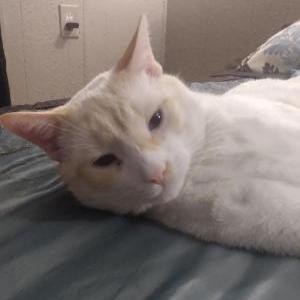 Lost Male Cat in Lee's Summit, MO 64064 Named Taco (ID: 8651713