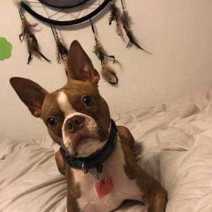 Lost Dog Franky
