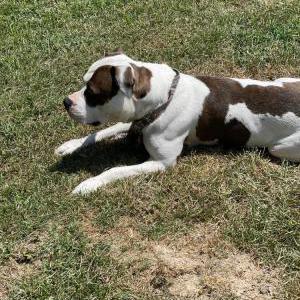 Lost Dog Bella