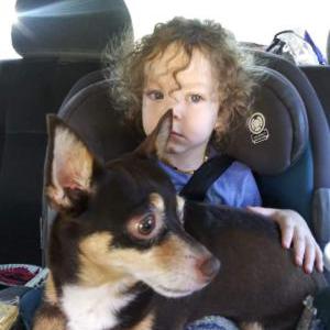 Image of Peanut, Lost Dog
