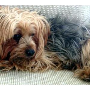 Lost Dog Coco