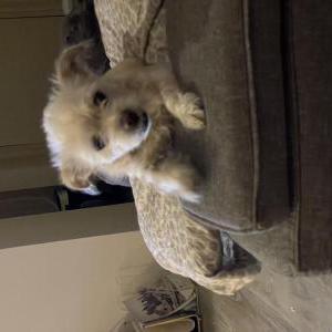 2nd Image of Billie, Lost Dog