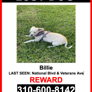 Lost Dog Billie