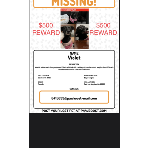 Lost Dog Violet