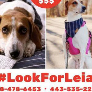 Lost Dog Leia