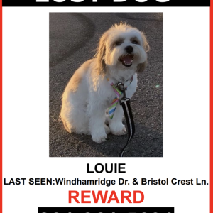 Lost Dog Louie