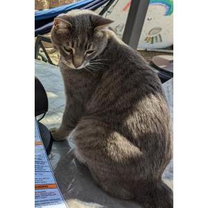Image of TL, Lost Cat