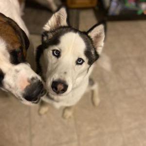 Image of Unknown, Found Dog