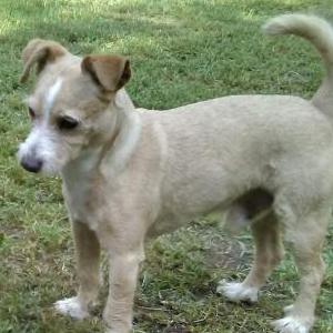 Lost Dog Bubba