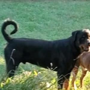 Lost Dog Yakko