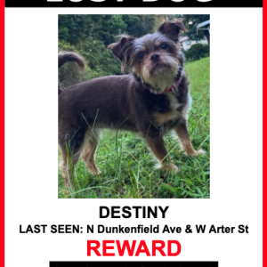 Lost Dog Destiny