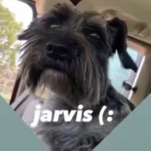 Lost Dog Jarvis