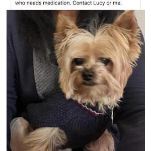 Lost Dog Louie
