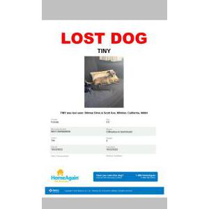 Lost Dog Tiny