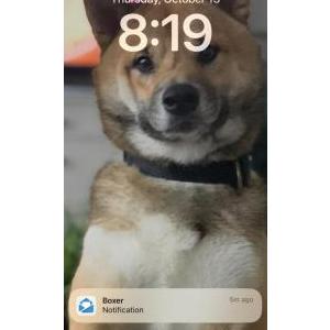 Lost Dog Musa