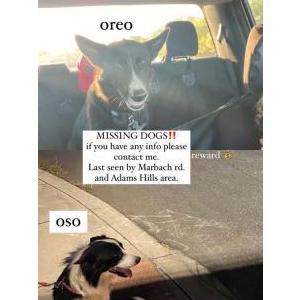 Lost Dog Oreo and Oso