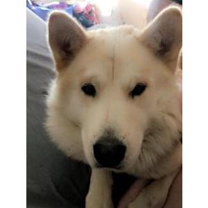 Image of Timber, Lost Dog