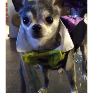 Lost Dog Chico