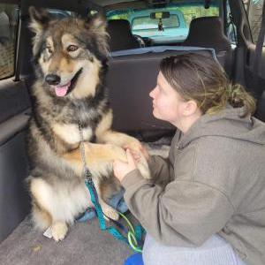 Image of Willow, Lost Dog