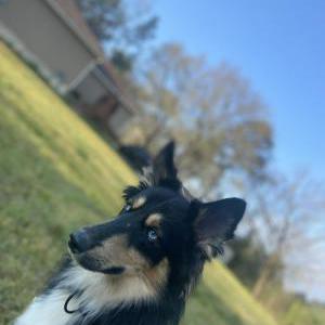 Lost Dog Zeus