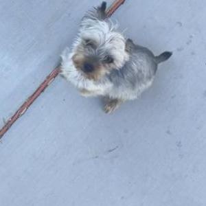 Lost Dog Yorkie 3lbs