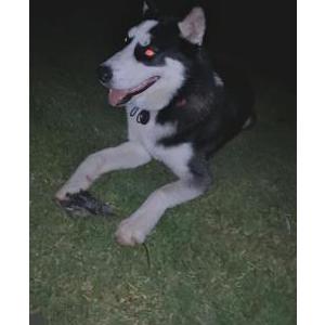 Lost Dog Loki