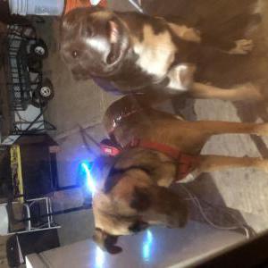modesto animal shelter lost dogs