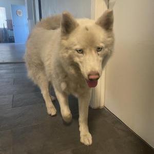 Found Dog Unknown